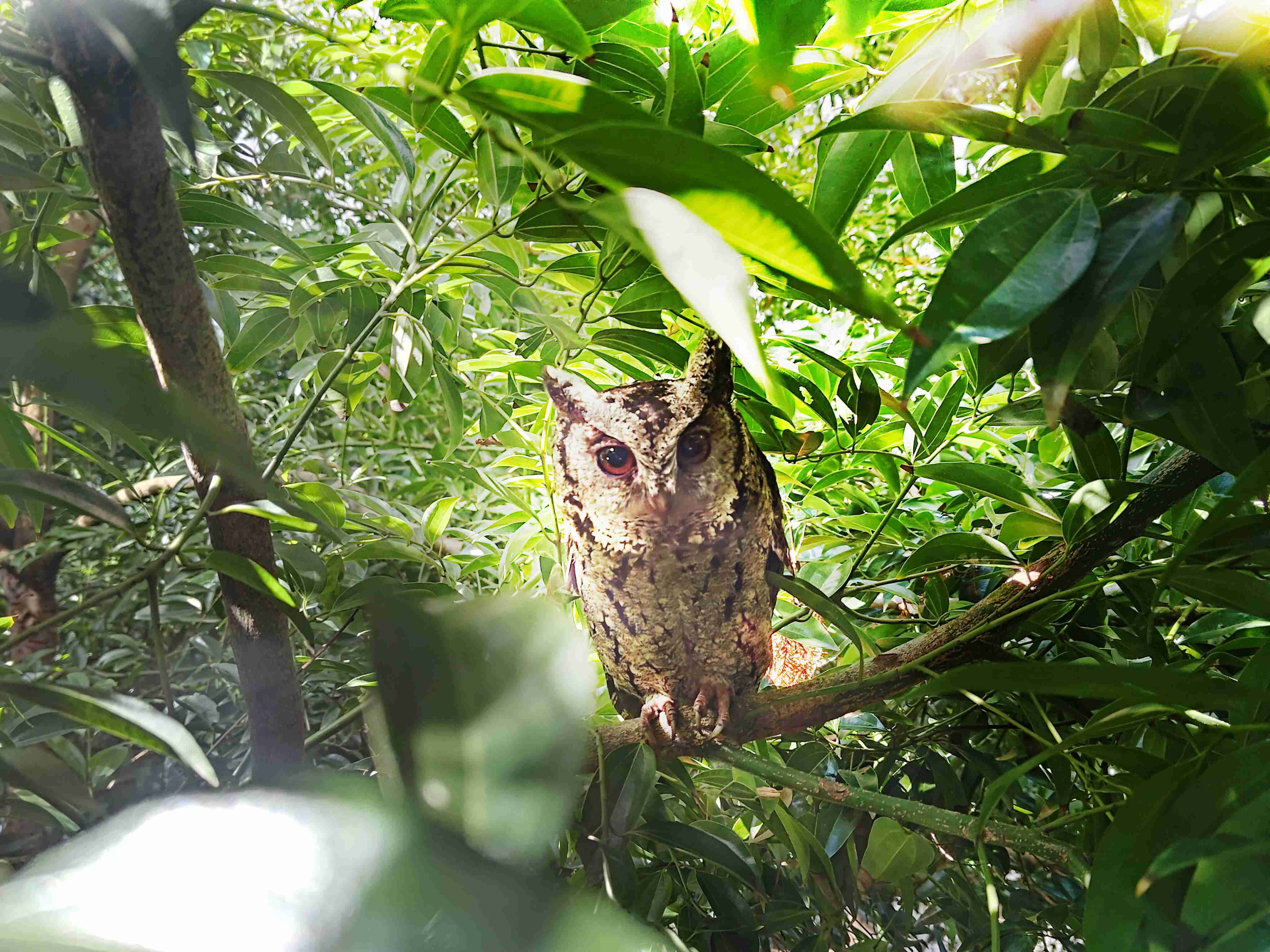 传奇国际致力提倡净零绿生活，，16年以来在全球各厂区植树逾百万棵，，，，造就各厂区树木蔚然成林，，，，犹如森林工厂，，成为许多生物的栖息地